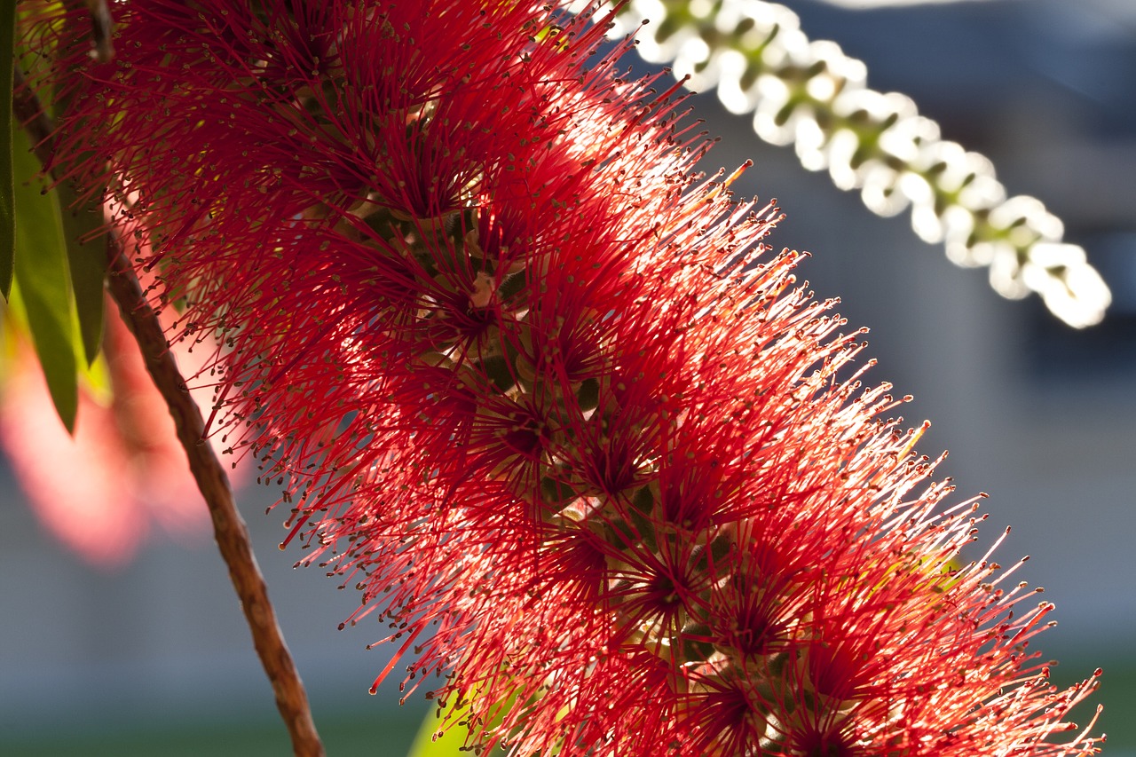 bottlebrush callistemon flower free photo