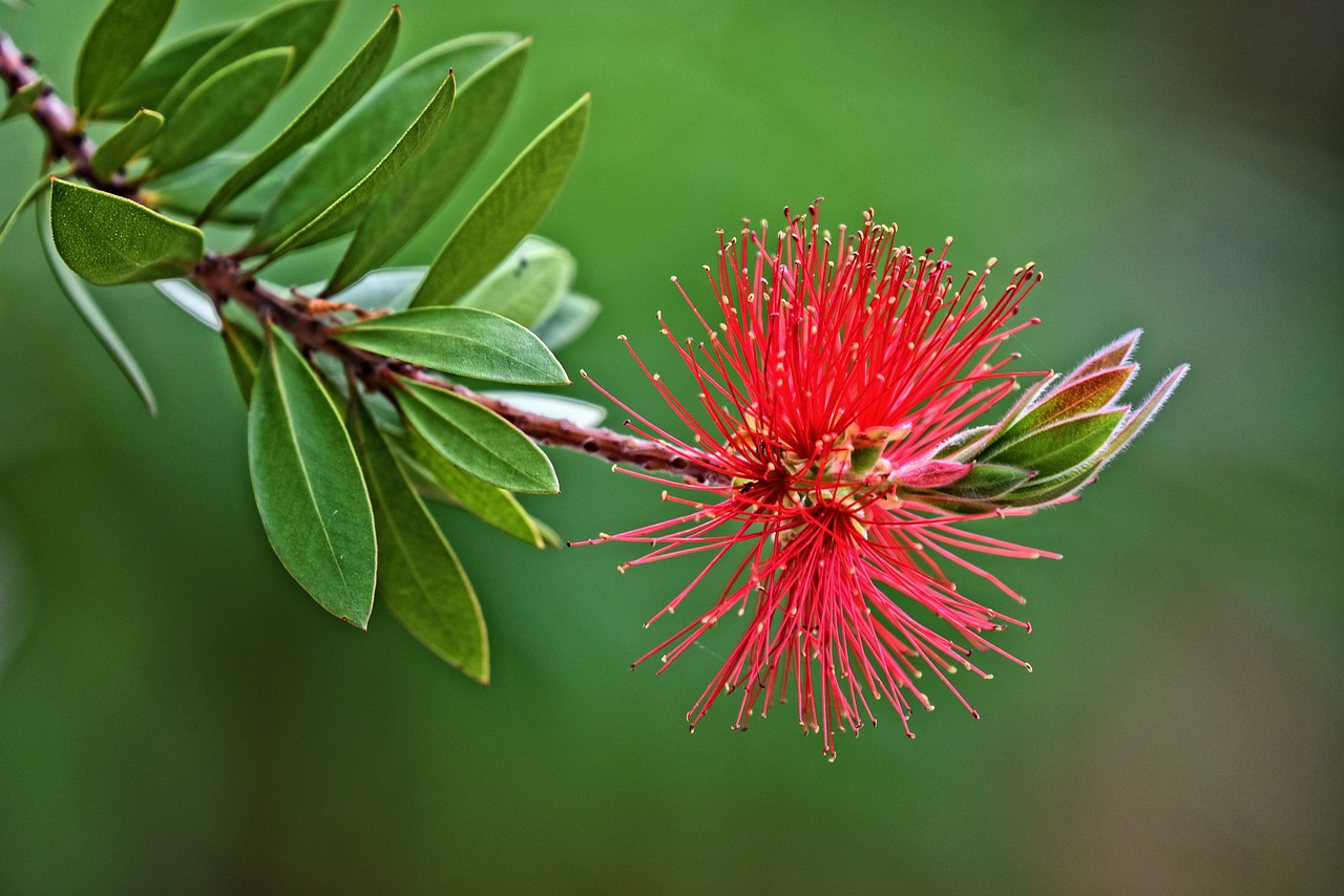 bottlebrush  shrub  flower free photo