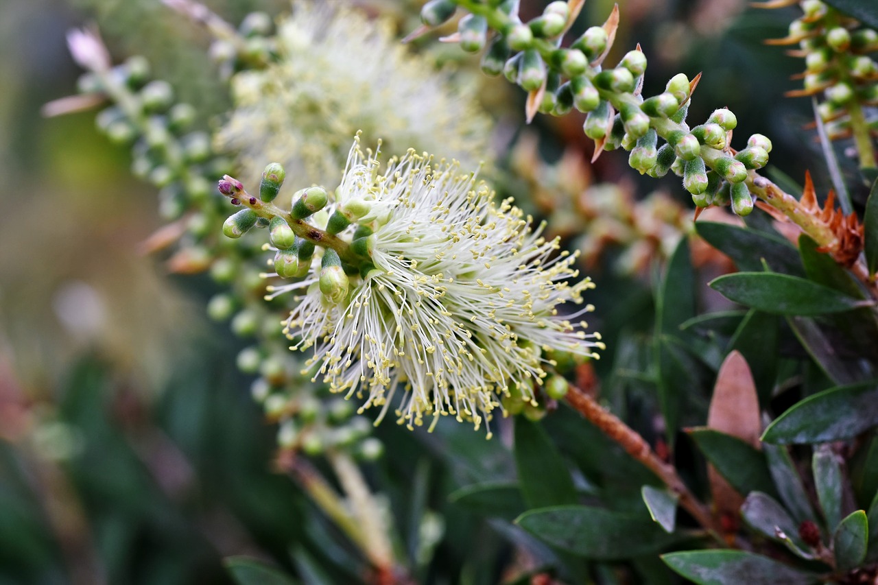 bottlebrush  callistemon  flowers free photo