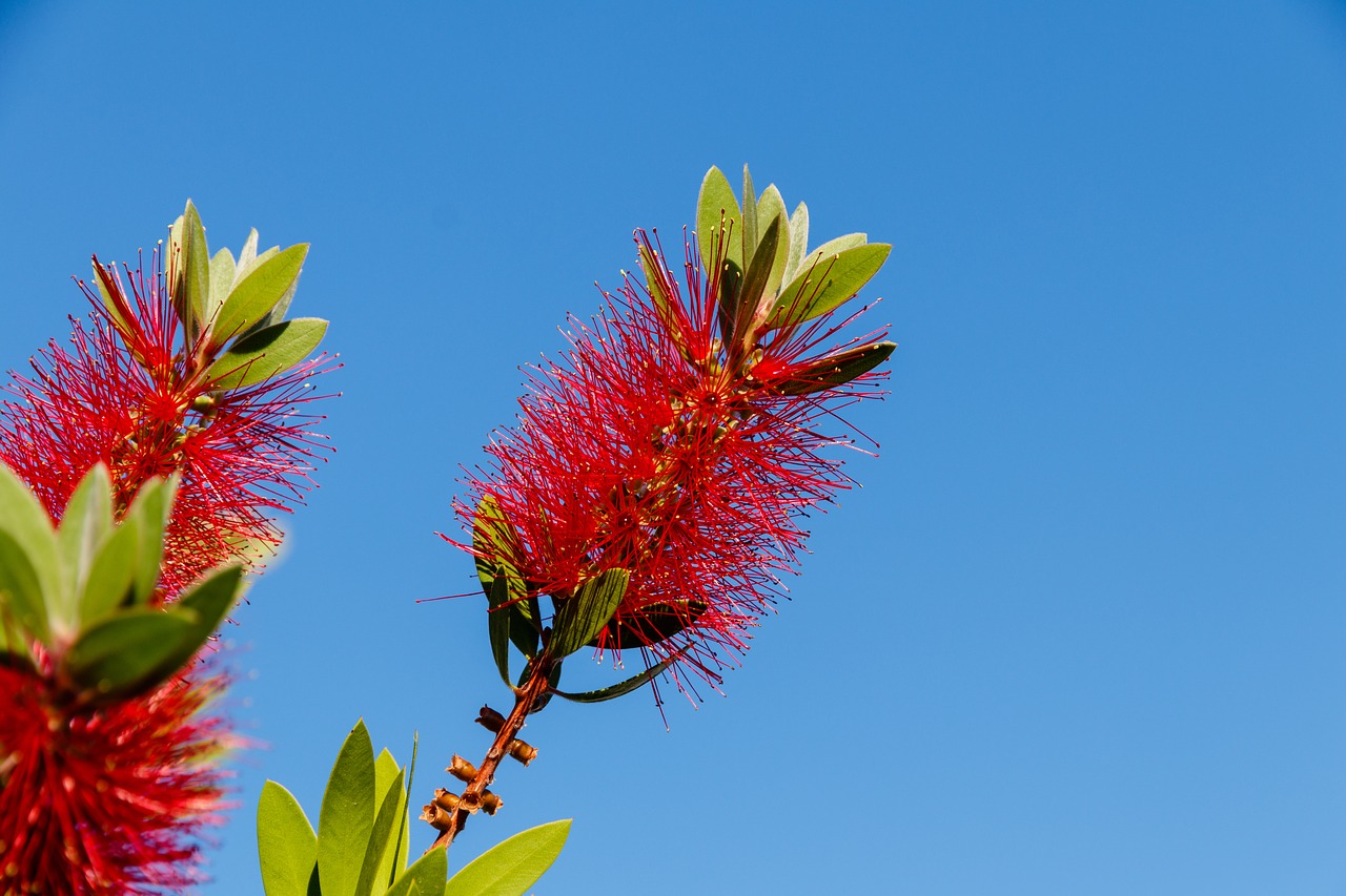 bottlebrush  plant  flower free photo