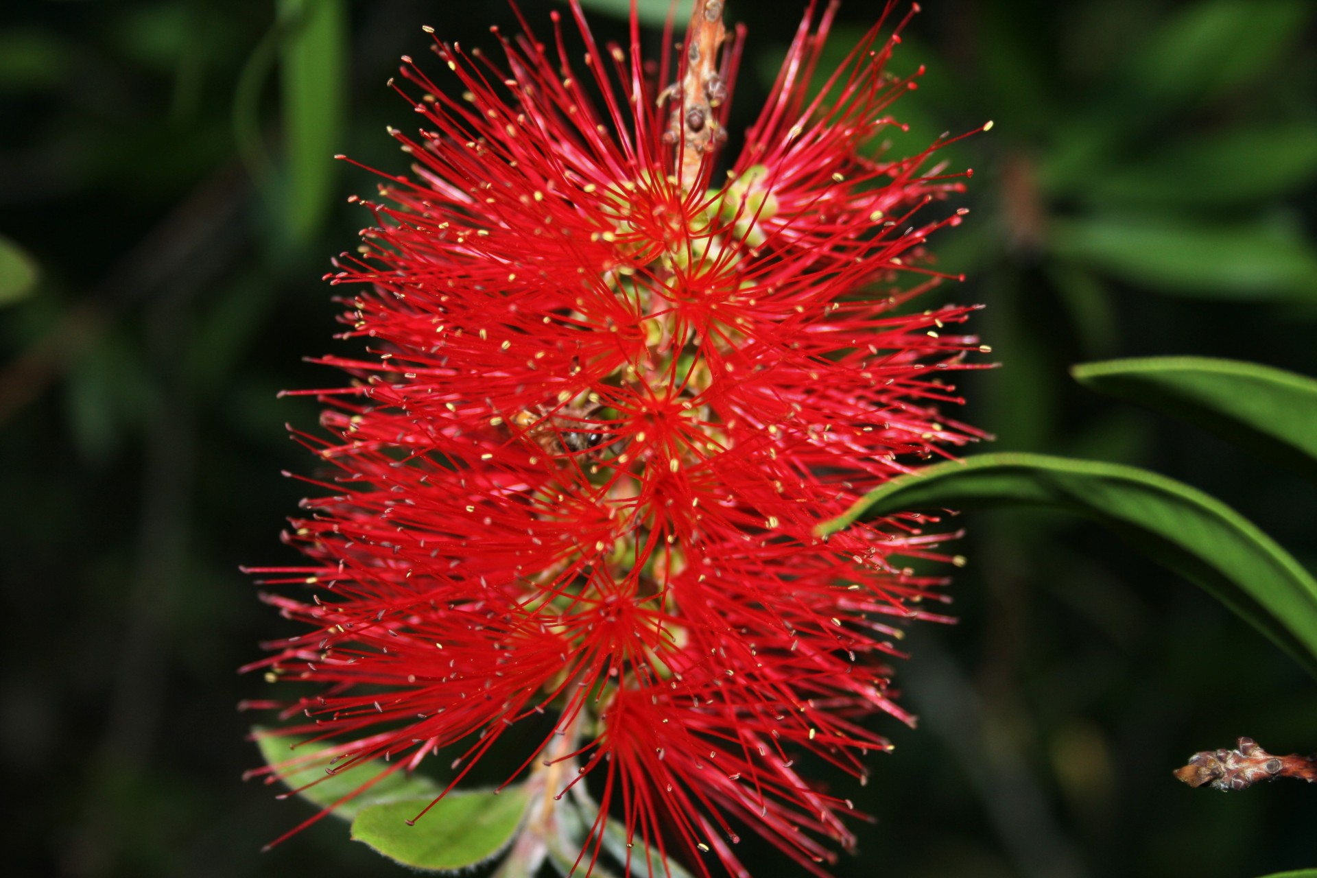 flower bottlebrush brushlike free photo