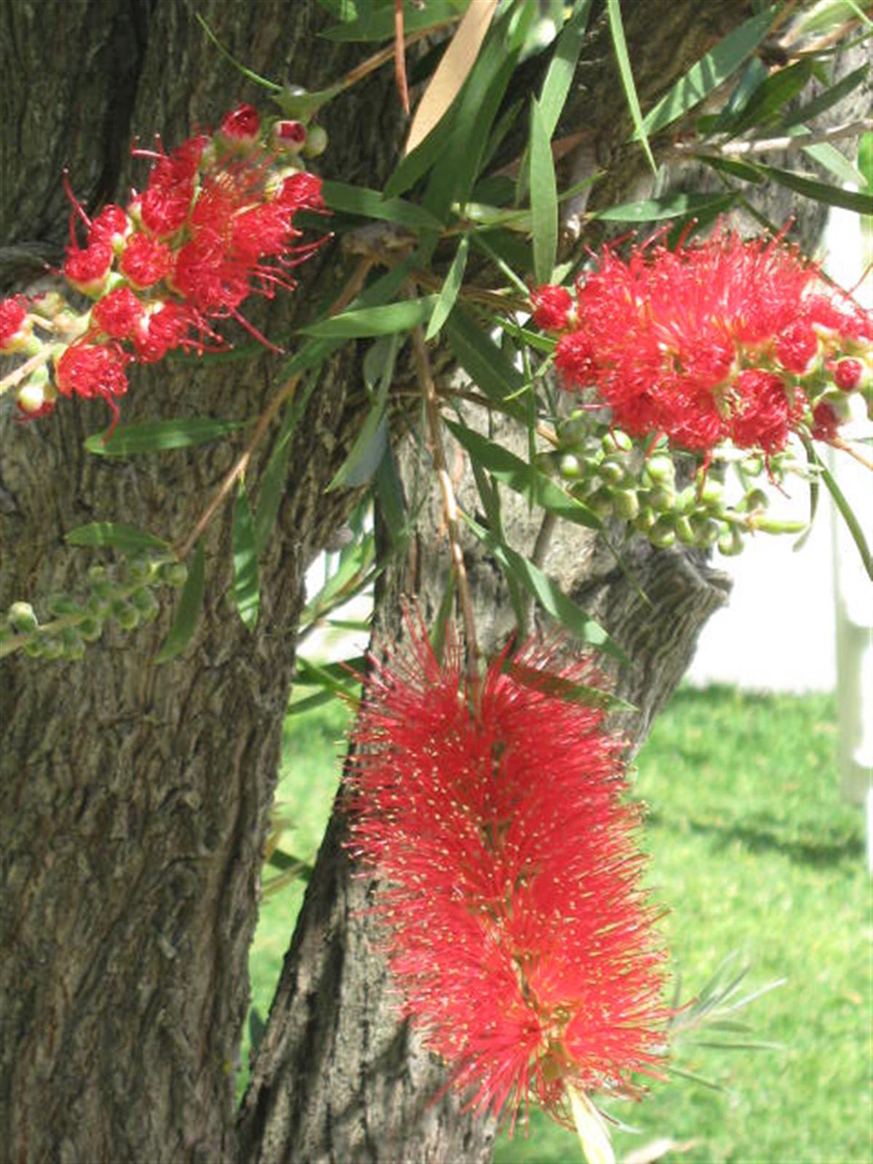 australian bottlebrush shrub free photo