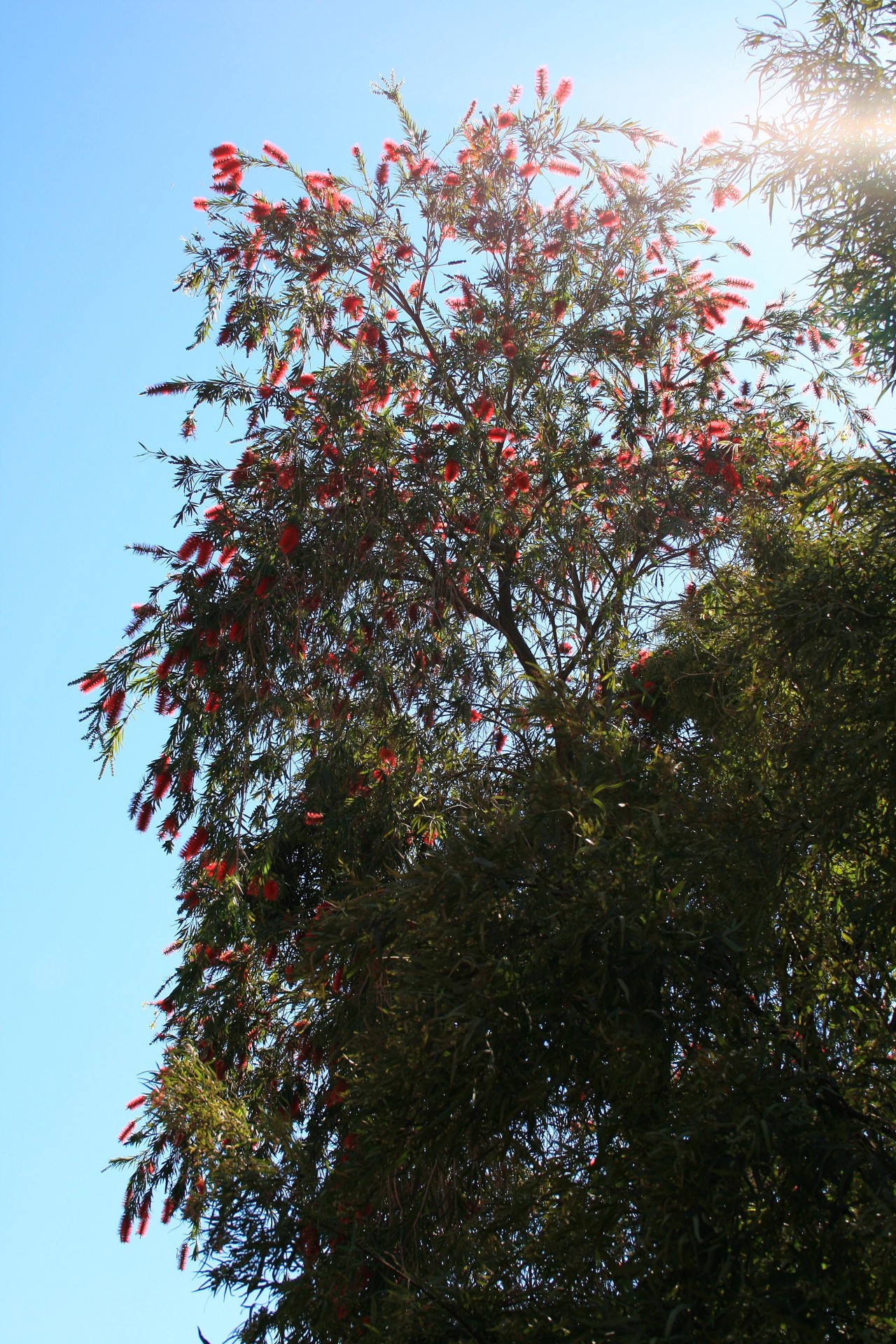 tree flowers red free photo