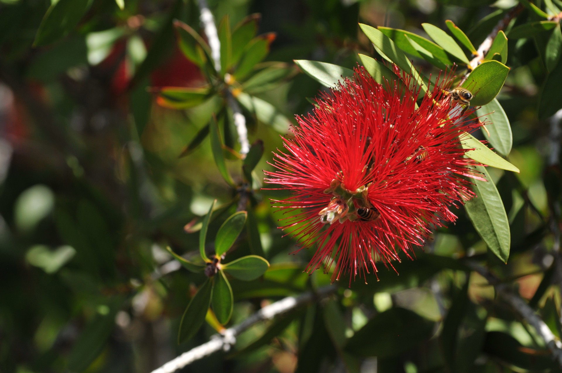 plant bottlebrush plant bottle brush plant free photo