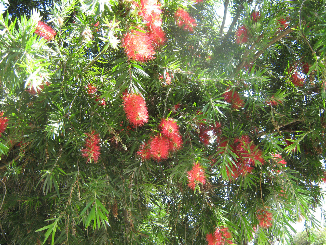 red shrub australian free photo