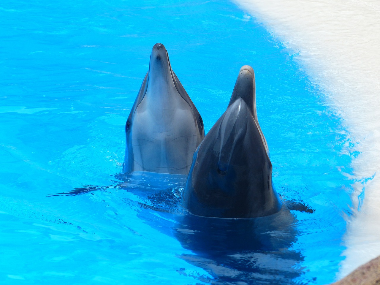 bottlenose dolphin tursiops truncatus dolphins free photo