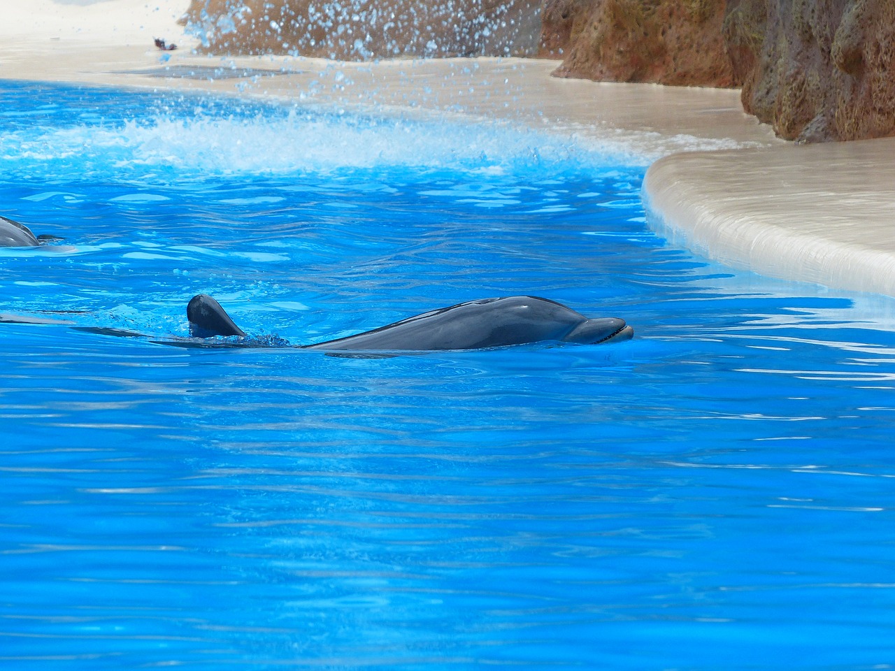 bottlenose dolphin swim play free photo