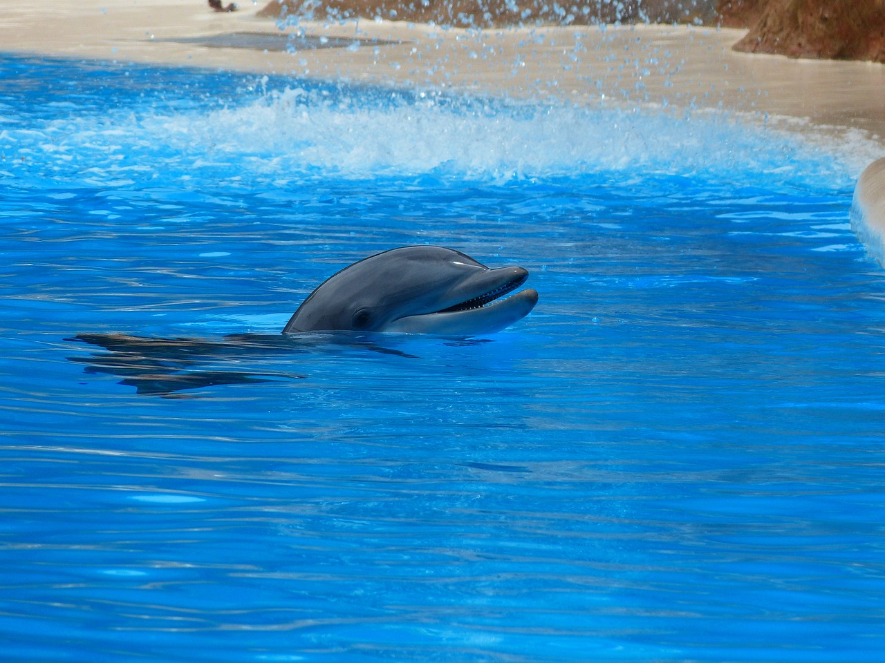 bottlenose dolphin dolphin jump free photo