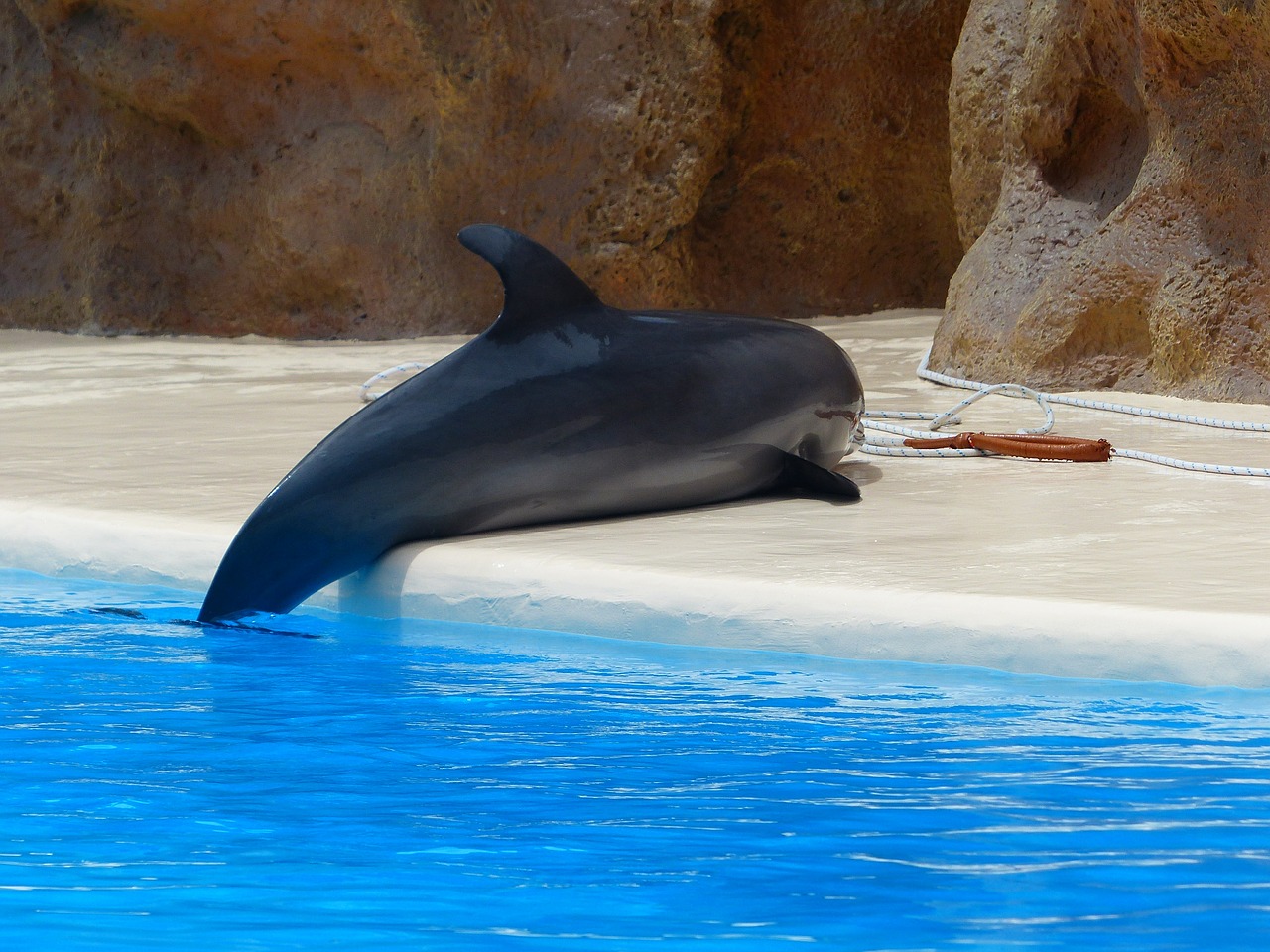 bottlenose dolphin dolphin help free photo