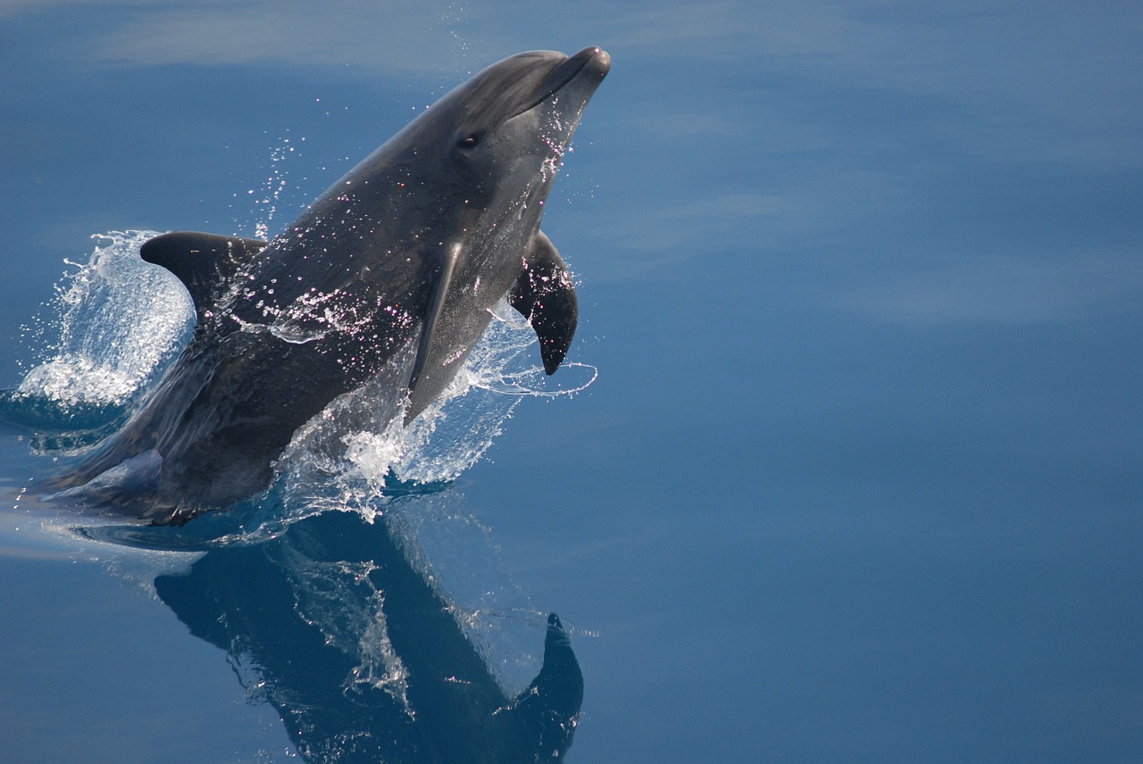 bottlenose dolphin sea ocean free photo