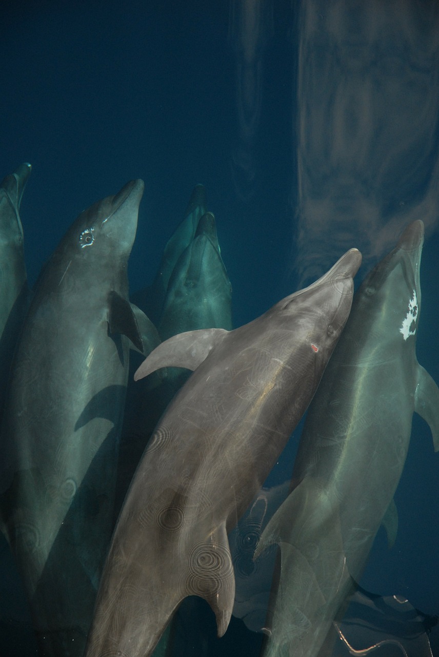 bottlenose dolphin sea marine mammal free photo