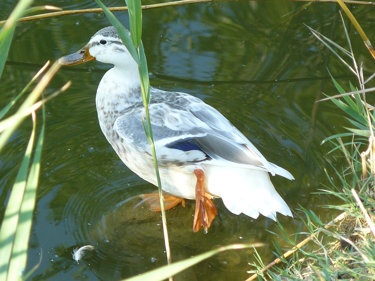 bottomless pit lake duck free photo