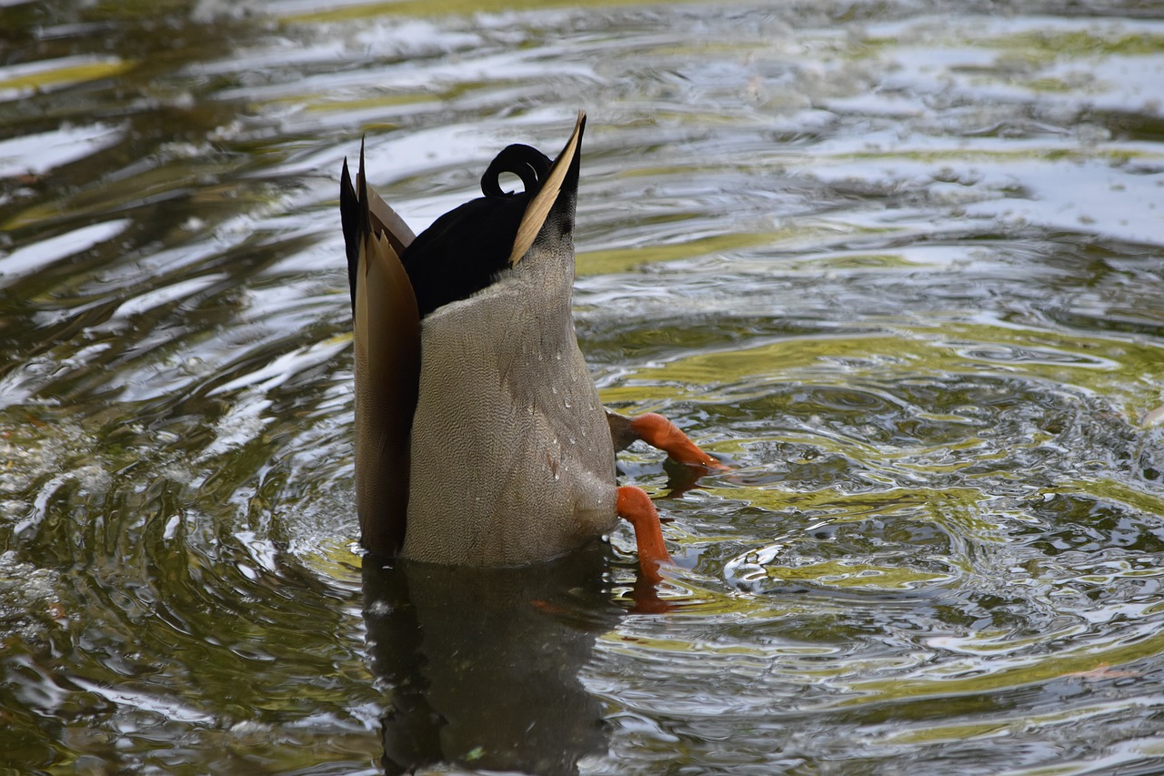 bottoms up duck  duck in the pond  duck looking for food free photo