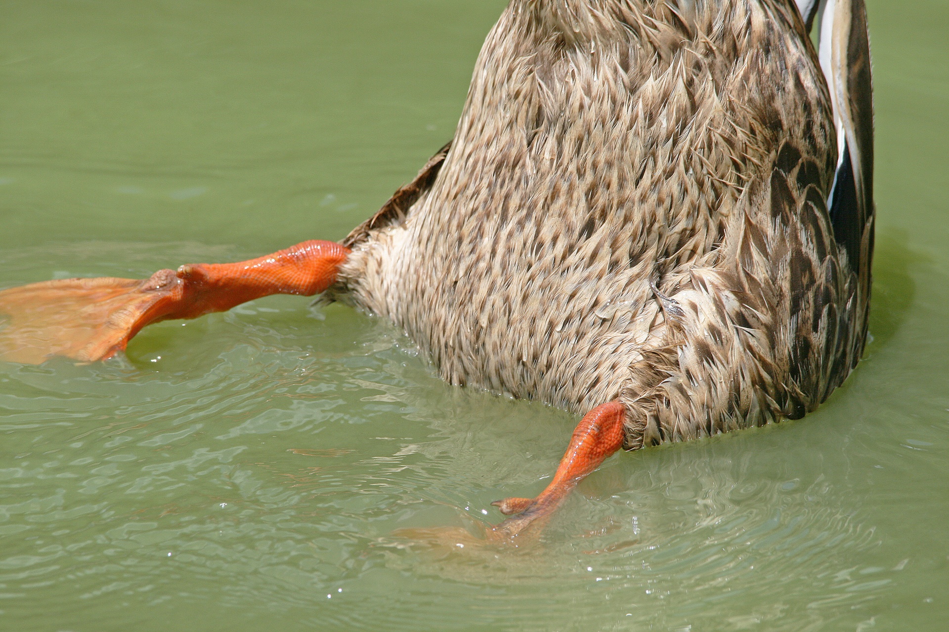 duck mallard bottoms-up free photo
