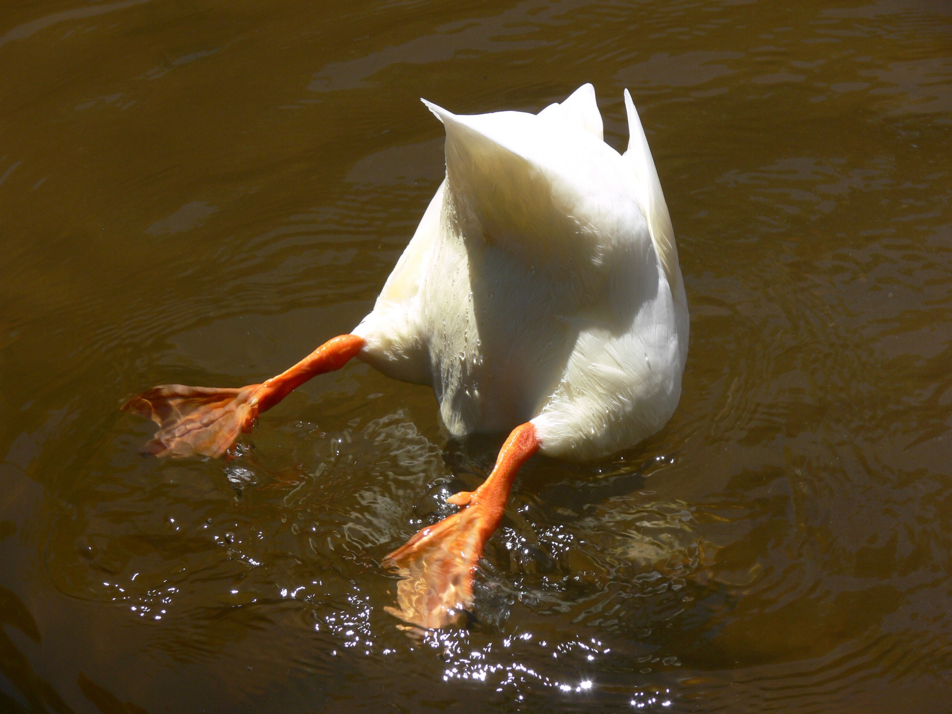 duck ducktail pond free photo