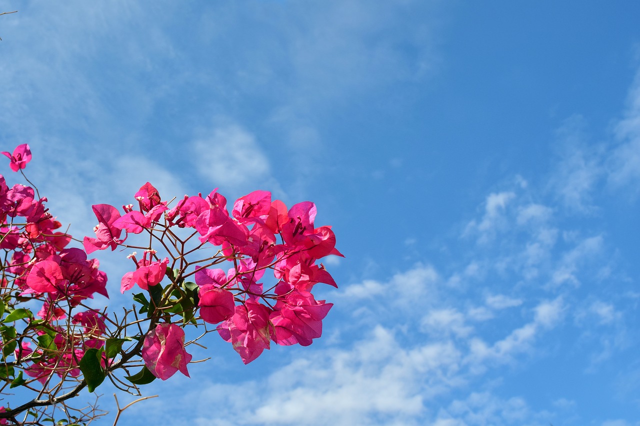 bougainvillaea blossom bloom free photo