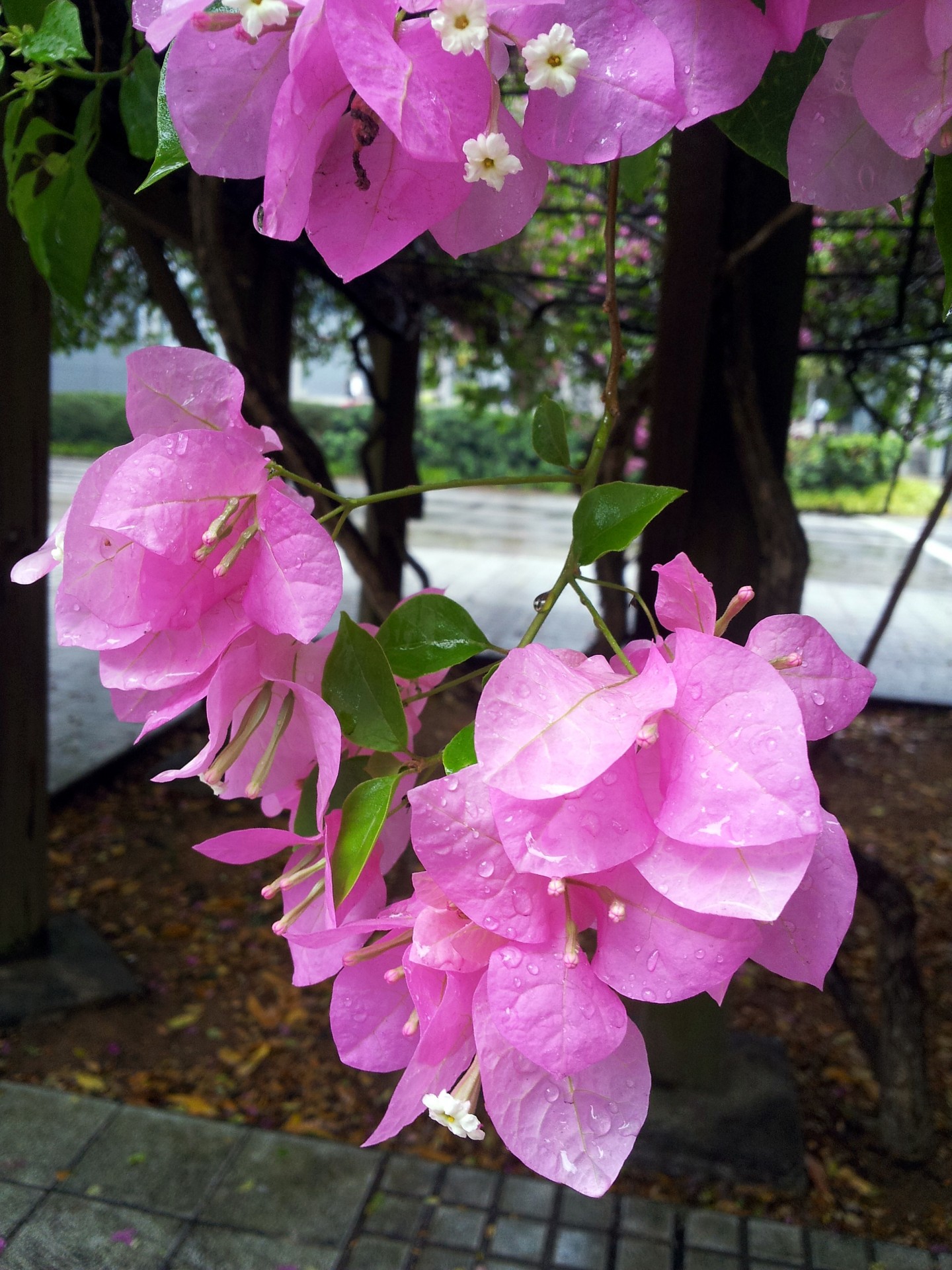 bougainvillaea flower blossom singapore pink color free photo