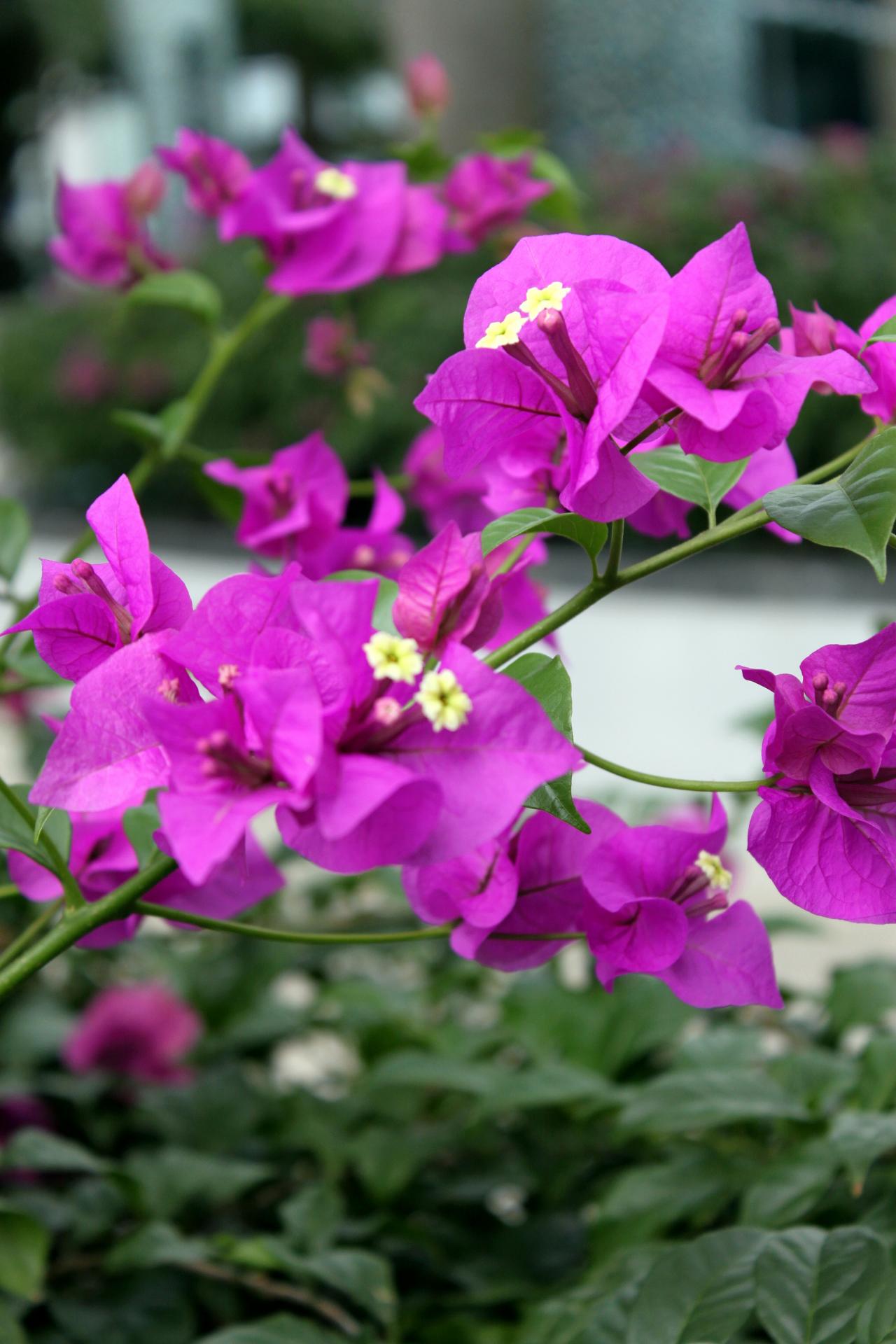 bougainvillaea red flow green leave bougainvillaea red flower free photo