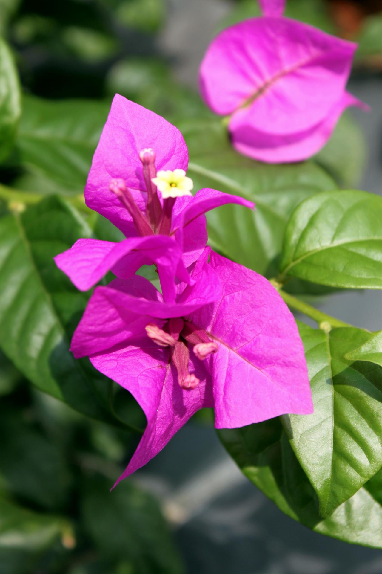 bougainvillaea  red flower singapore green leaves bougainvillaea red flower free photo