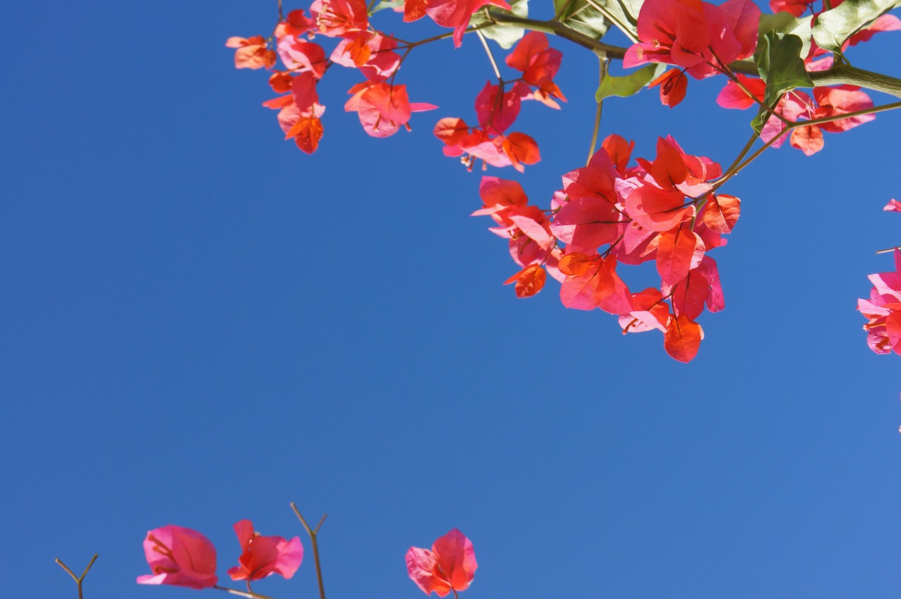 bougainville summer flowers free photo