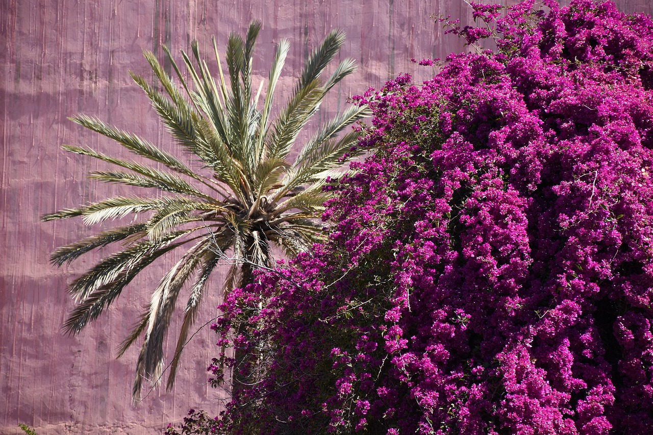 bougainville summer palm free photo