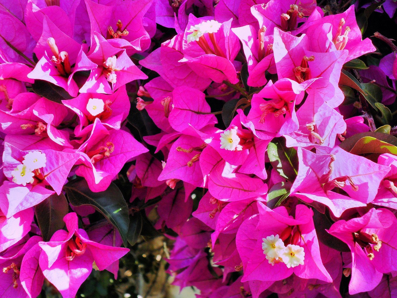 bougainvillea pink exotic flower free photo