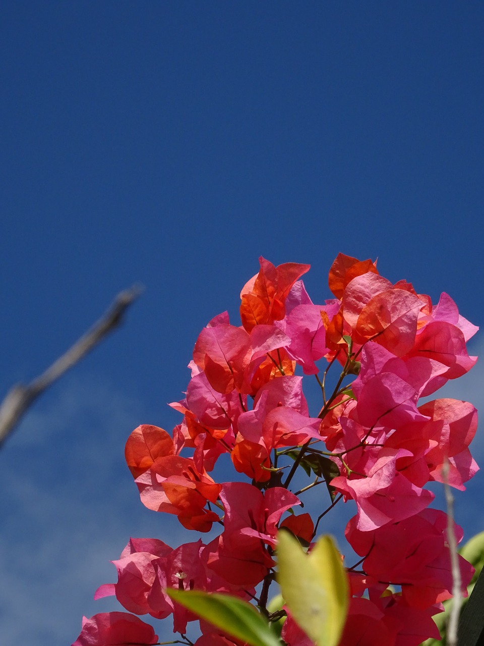 bougainvillea plant flower free photo