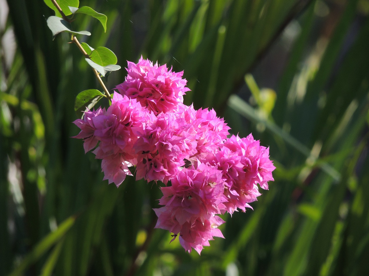 bougainvillea flower pink free photo