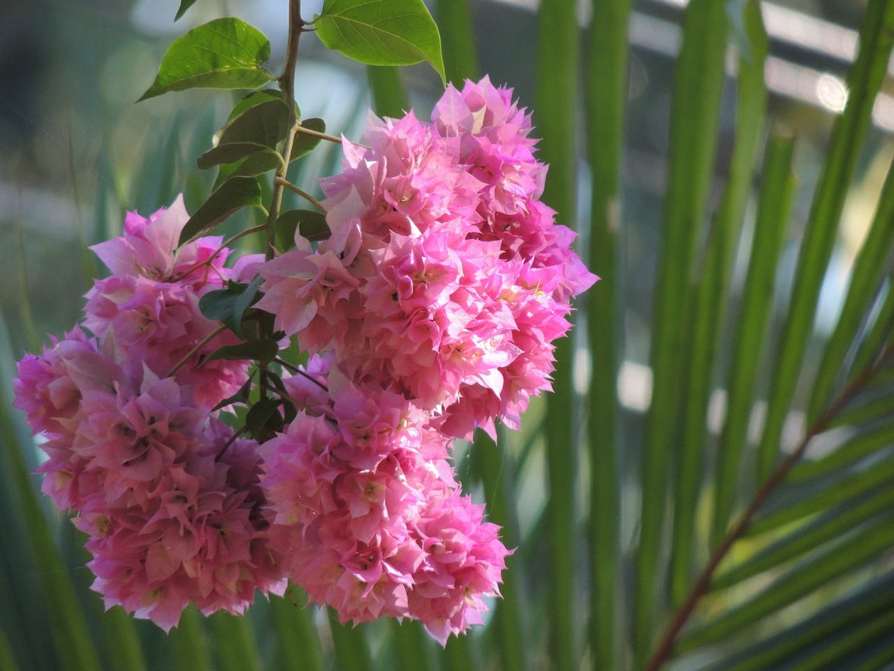 bougainvillea flower pink free photo