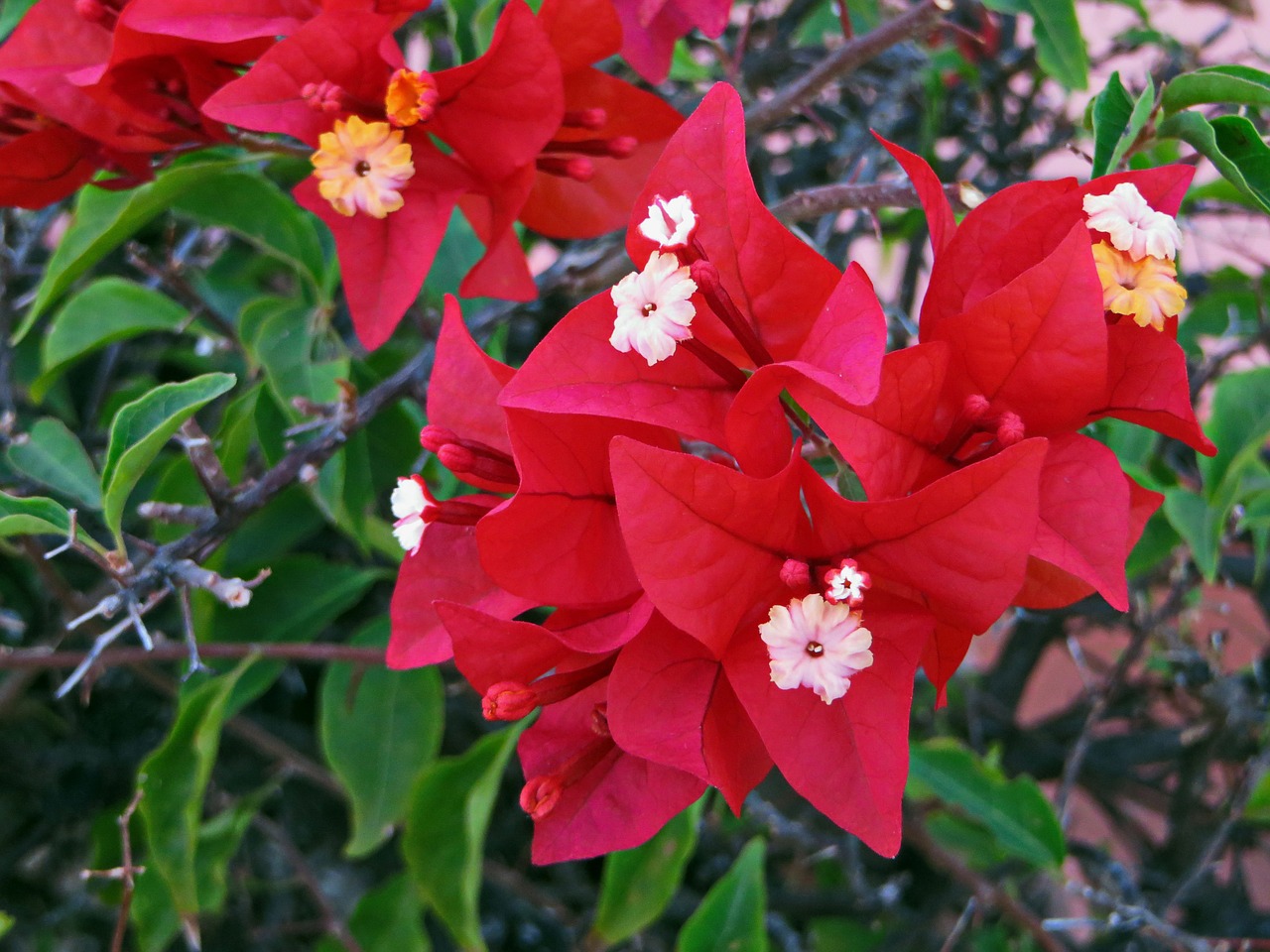 bougainvillea flower red free photo