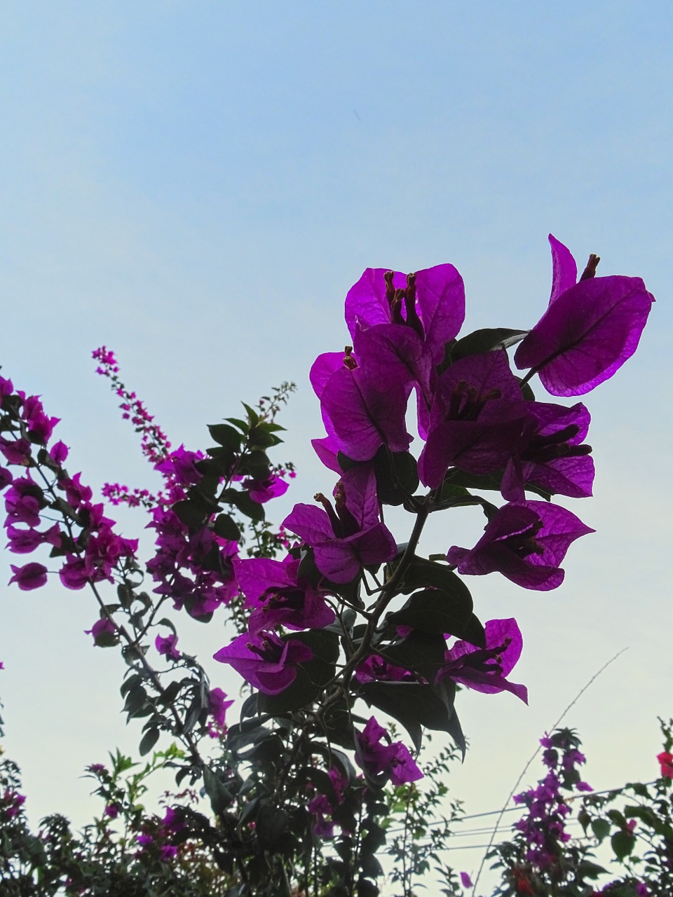 bougainvillea plant flower free photo