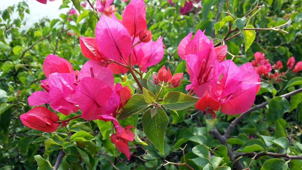 bougainvillea pink flowers blooming free photo