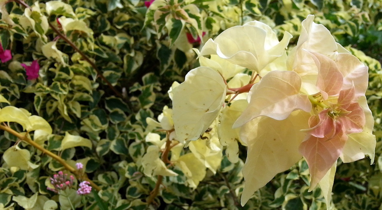 Bougainvillea Yellow Flowers English Ivy Petals Flora Free Image From Needpix Com