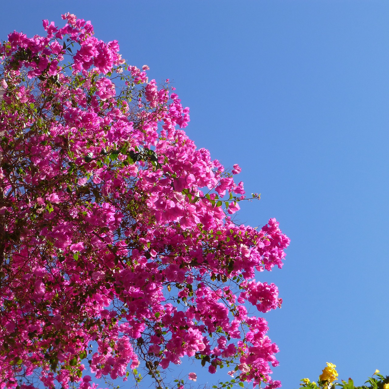 bougainvillea rosa sea free photo