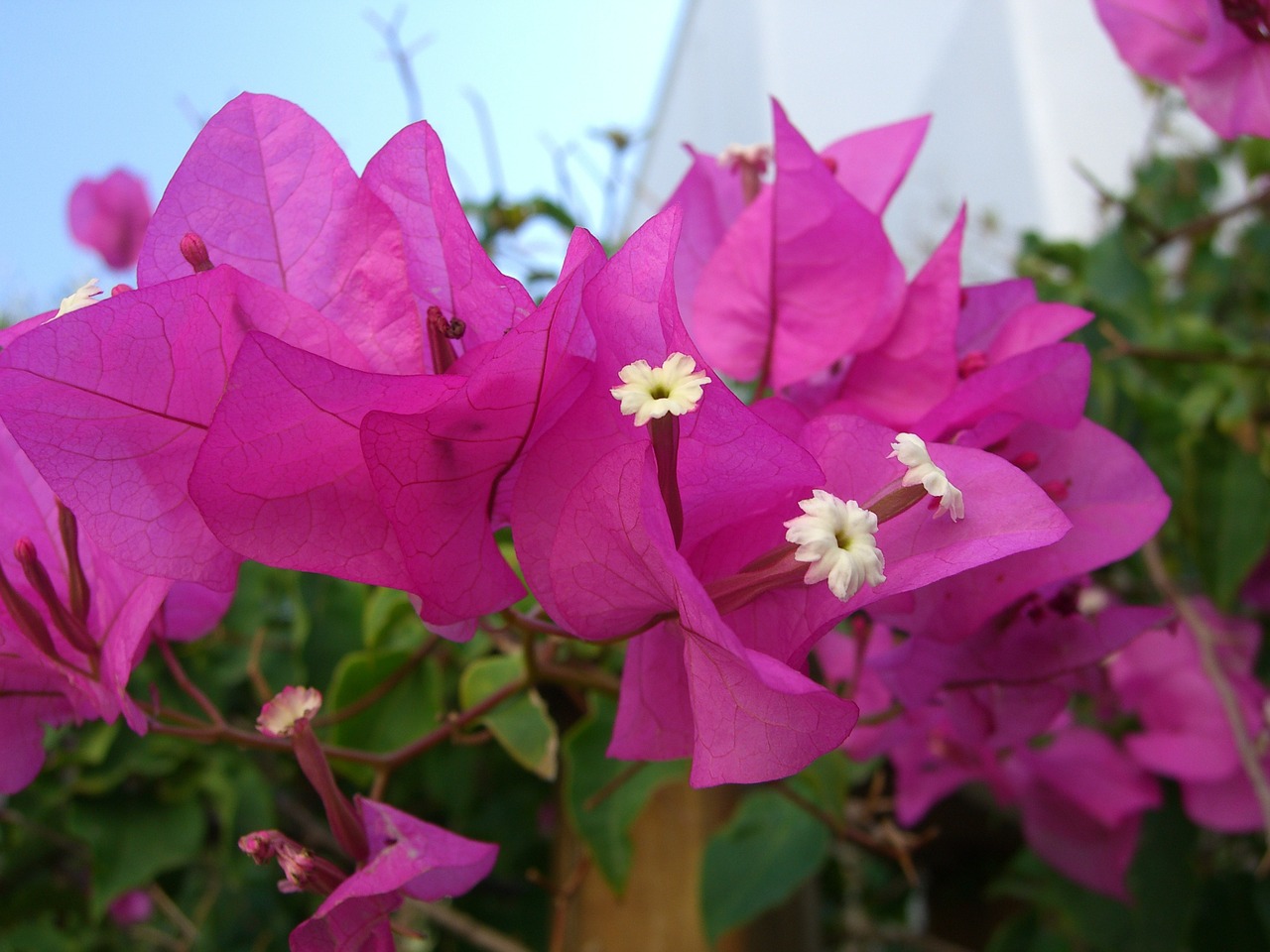 bougainvillea flowers four o'clock plant free photo