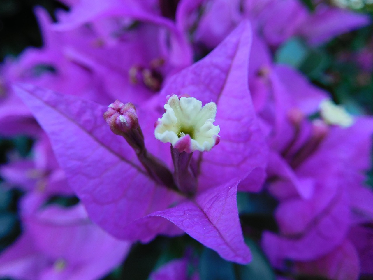 bougainvillea flower plant free photo