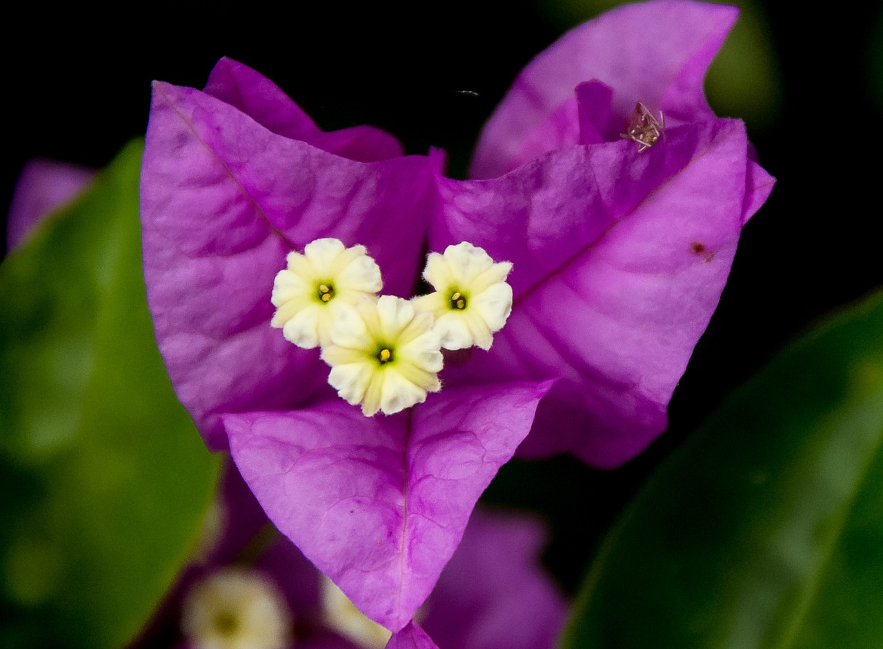 bougainvillea flower bloom free photo