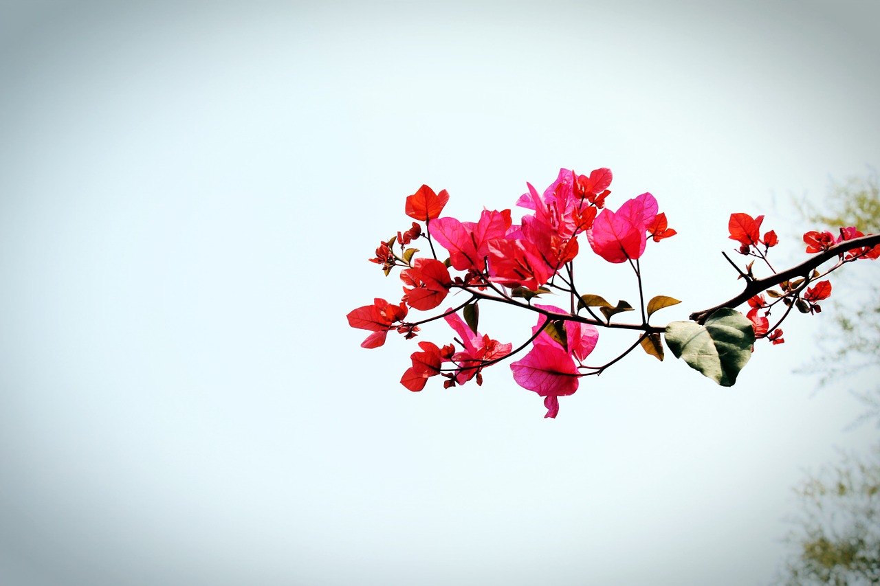 bougainvillea flower xiamen free photo