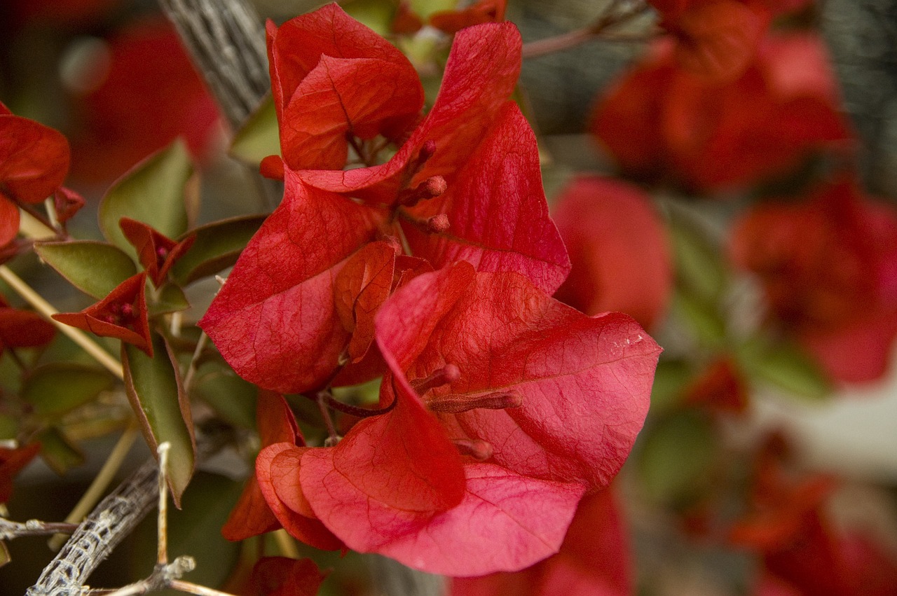 bougainvillea flower blossom free photo