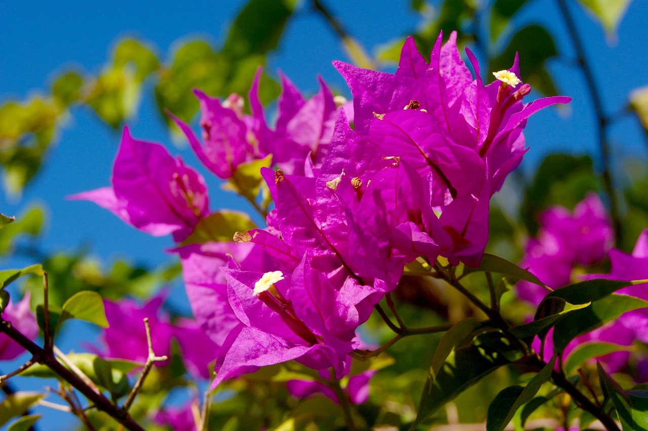 bougainvillea pink flowers nature free photo