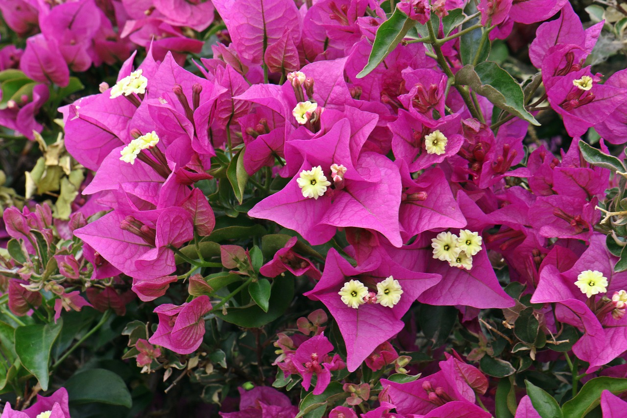 bougainvillea summer flower free photo