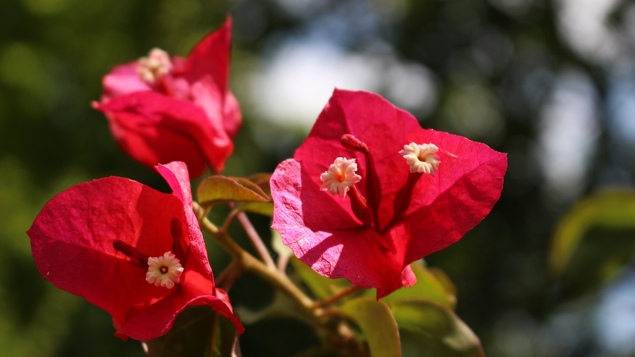 bougainvillea garden flowers free photo