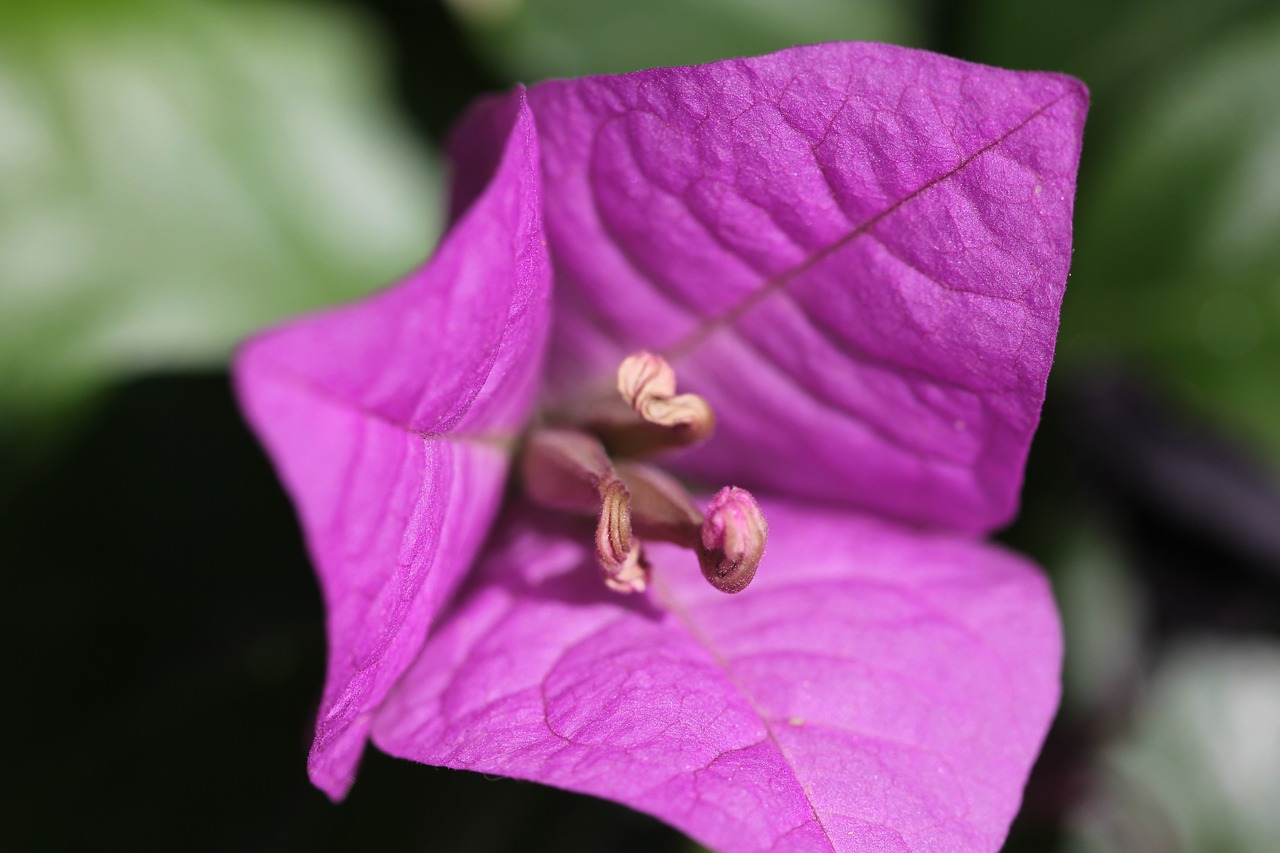 bougainvillea flowers patios de córdoba free photo