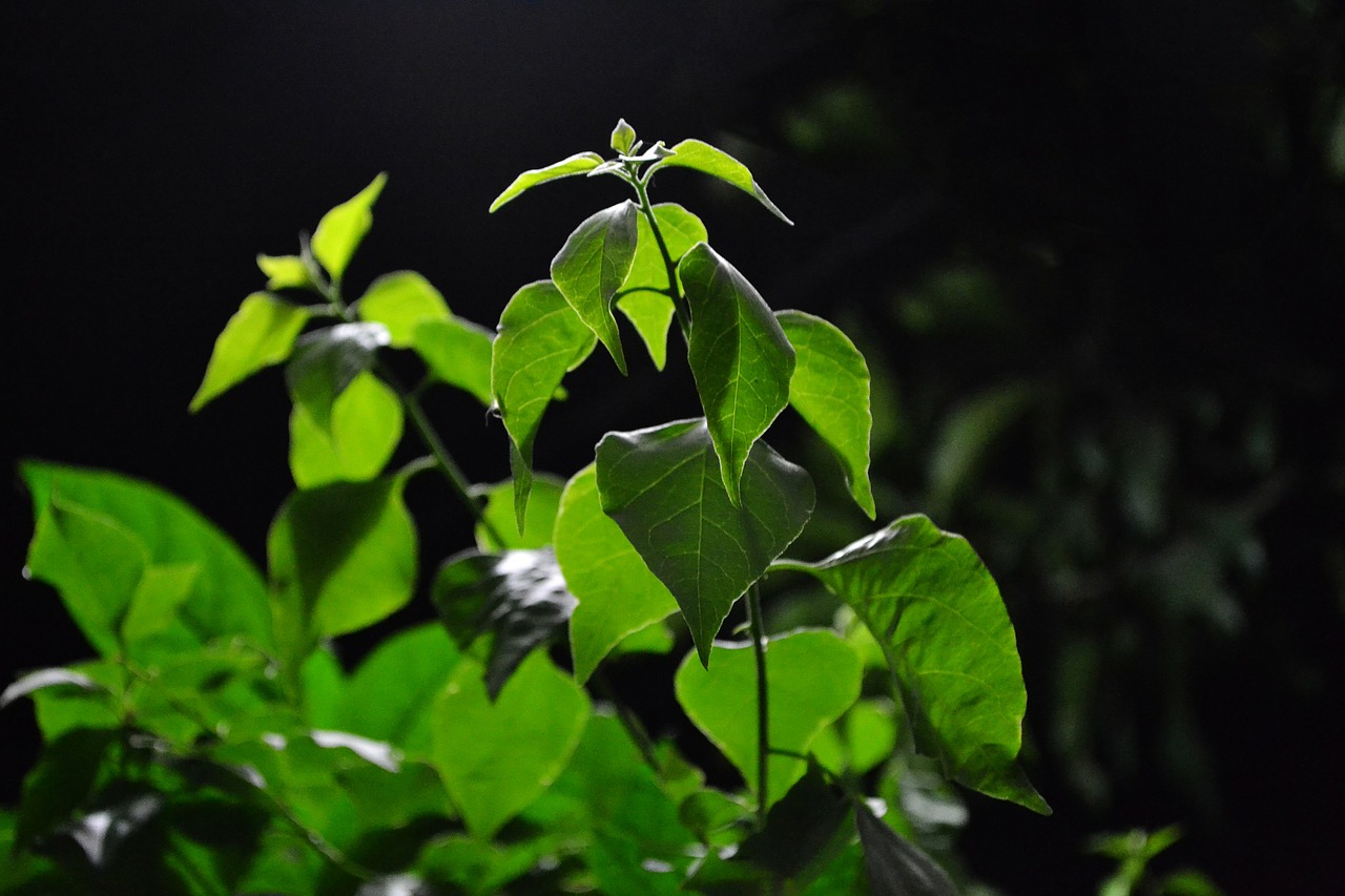 bougainvillea plants leaves free photo