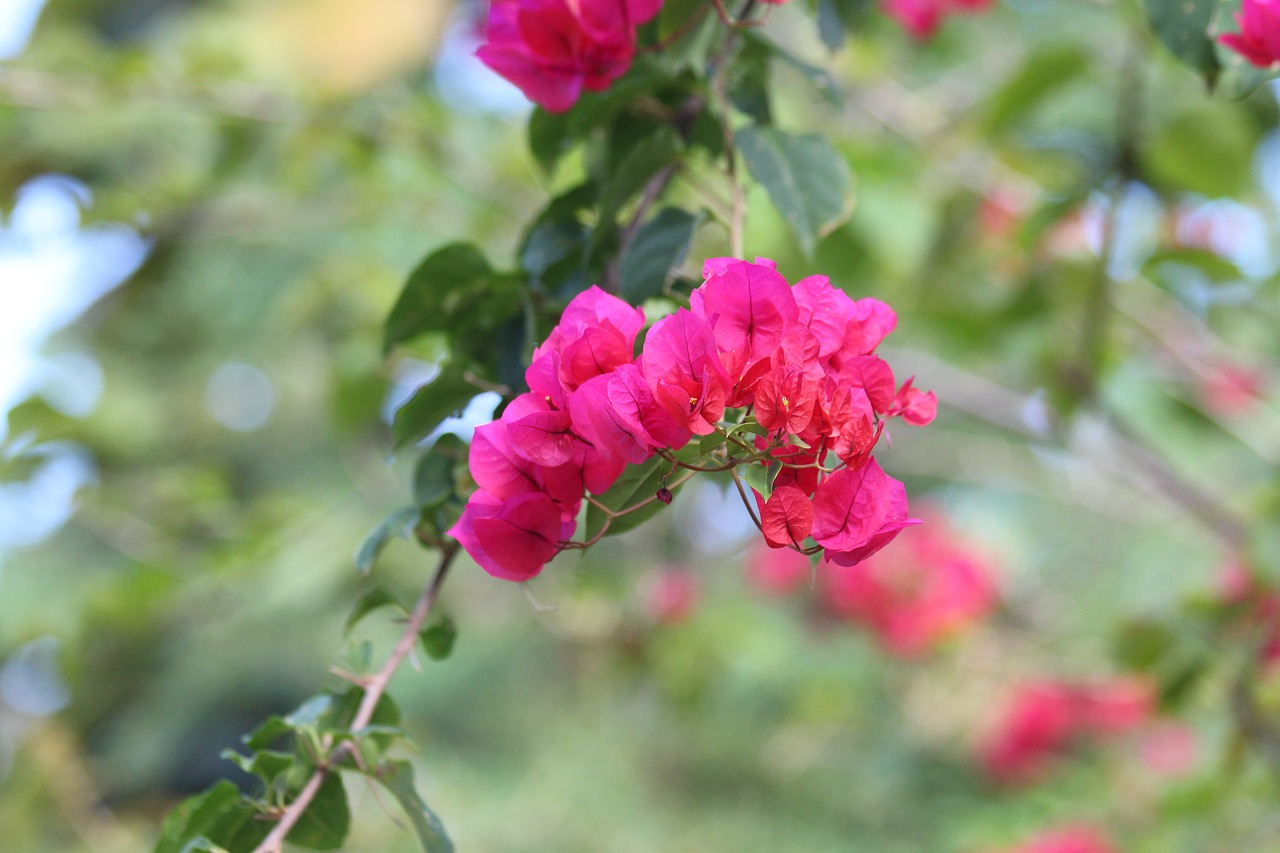 bougainvillea pink flowers flowering tree free photo