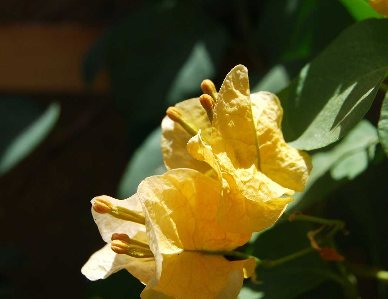 bougainvillea yellow blossom free photo