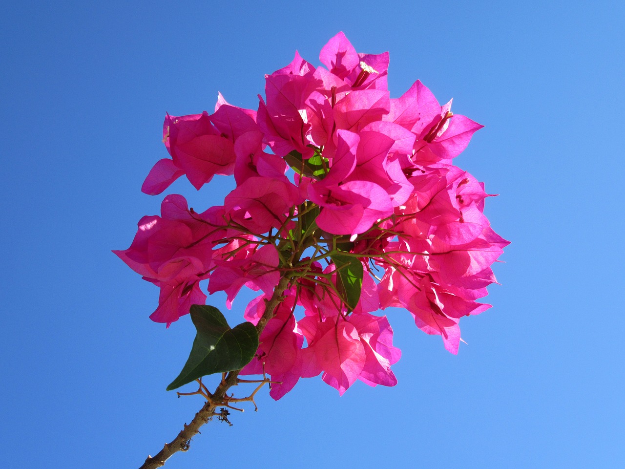 bougainvillea close tropical free photo