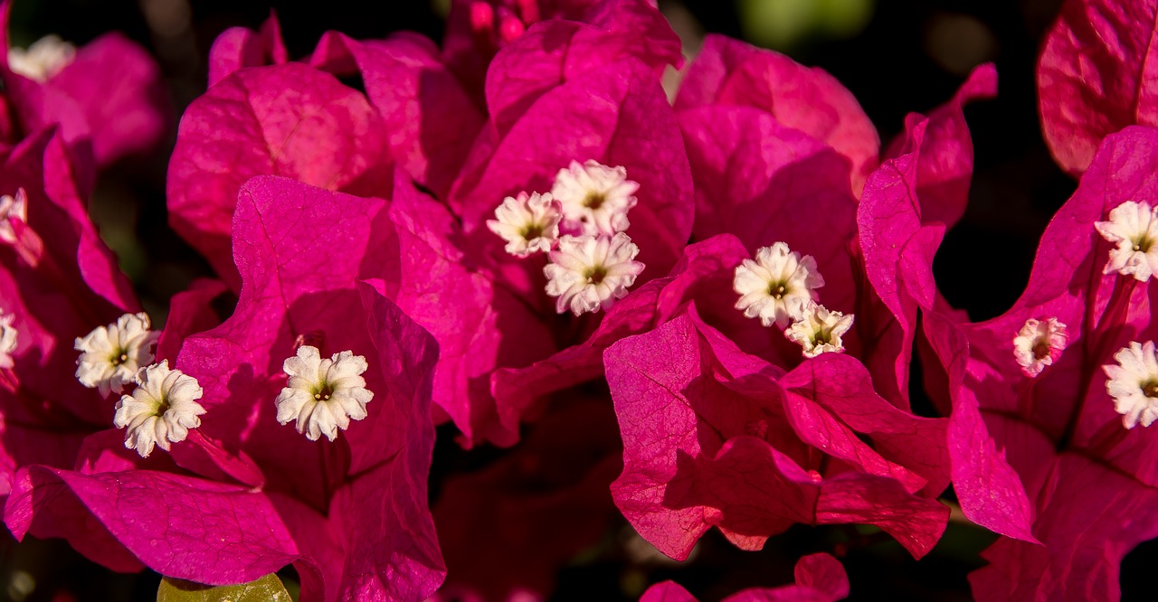 bougainvillea flower bloom free photo