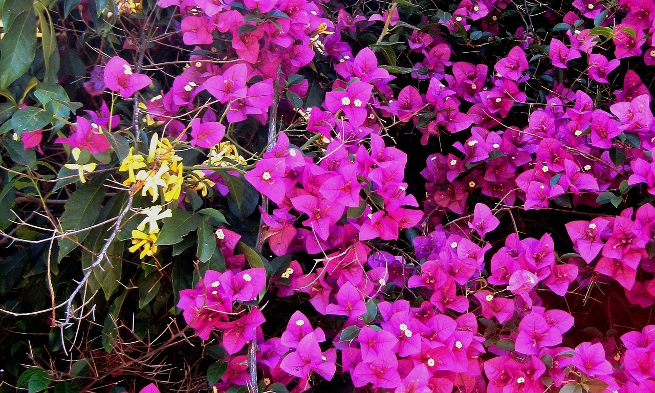 bougainvillea creeper flowers free photo