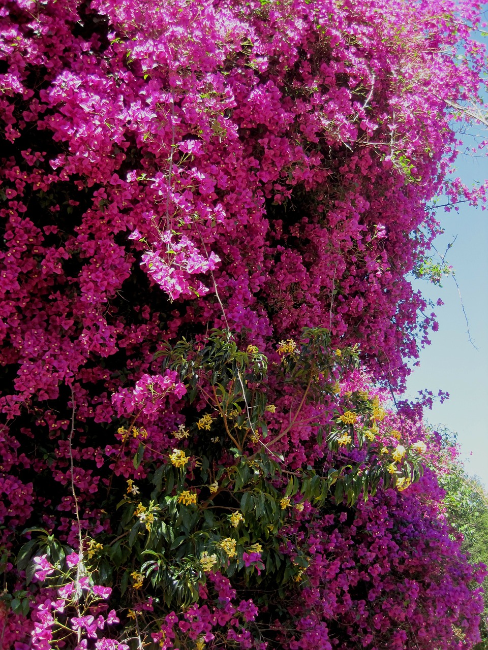 bougainvillea shower flowers free photo